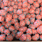 Nebulas: Freeze Dried Nerd Gummy Clusters